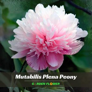 10+ Rare Seeds| Mutabilis Plena Peony Seeds  - Perennial - Authentic Seeds - Cold Resistant - planting in Fall -    #B039