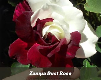 30+ Rare seed| Zampa Dust Rose Seeds - Perennial - Authentic Seeds - Rose Flower - Late Winter To Early Spring Planting Time -   #A064