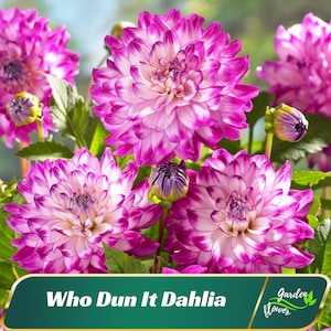 Purple White Who Dun It Dahlia Flower Seeds - Perennial - Flowering - Fast Growing - Easy To Grow - Planting In Spring - Shrub -   #D075