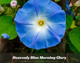Heavenly Blue Morning Glory Seeds - Vine Seeds - Authentic Seeds - Fast Growing - Climbing - Planting In Spring   #F001