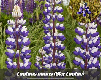 Lupinus nanus (Sky Lupine) - Authentic Seeds ~ GMO Free ~ Seeds~Flower seeds~Herbs