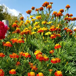 May include: A vibrant display of marigold flowers in full bloom, showcasing a mix of orange and yellow petals. The flowers are set against a backdrop of green foliage and a clear blue sky, creating a colorful and natural scene.