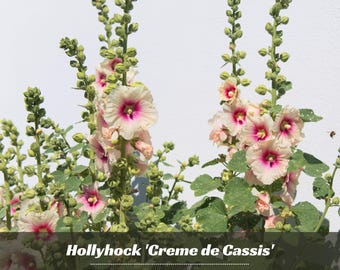 Hollyhock 'Creme de Cassis' - Authentic Seeds - Cold Resistant - Fast Growing - Flowering - Clumping - Planting In Spring/Fall