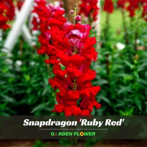 May include: A close-up of a vibrant red Snapdragon flower, also known as Antirrhinum, in full bloom. The flower has a unique shape and is surrounded by green foliage. The text "Snapdragon 'Ruby Red'" and "GARDEN FLOWER" is displayed at the bottom.