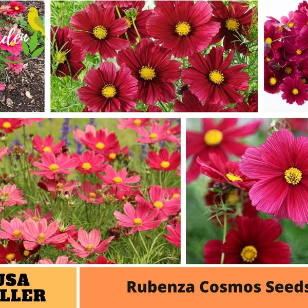 50+ Seeds| Red Cosmos Seeds -Perennial -Authentic Seeds-Flowers -Organic. Non GMO -Vegetable Seeds-Mix Seeds for Plant-B3G1#L010.