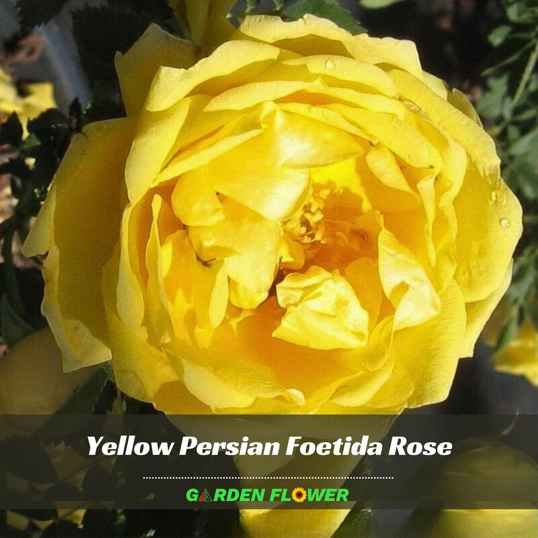 Persion Roses 30+ New Rare Seeds| Persian Rose Seeds - Perennial - Authentic Seeds ...