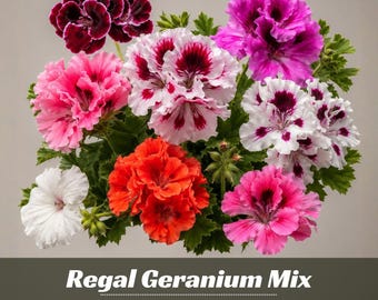 Regal Geranium Mix Seeds - Pelargonium × domesticum - Large Colorful Blooms - Garden & Container Flower