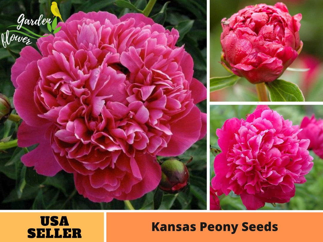 10 Rare Seeds Kansas Peony Seeds B038 seeds, Fruit Seeds, Flowers Seeds, No GMO, Easy to Plan