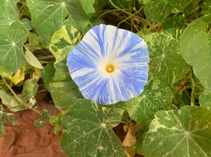 30 Rare Seedsflying Saucers Morning Glory Perennial Etsy