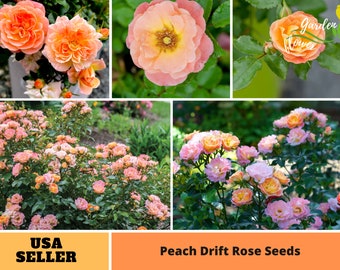 32+ Seeds| Peach Drift Rose Seeds-Perennial -Authentic Seeds-Flowers -Organic. Non GMO -Vegetable Seeds-Mix Seeds for Plant-B3G #1171
