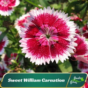 Dianthus Sweet William - Dianthus - Authentic Seeds - Cold Resistant - Drought Tolerant - Clumping - Planting In Spring/ Fall -   #ca26