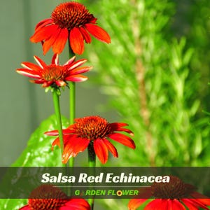 May include: Three vibrant red Echinacea flowers with prominent, dark orange-brown centers and slender, drooping petals. The stems are green and upright. The text "Salsa Red Echinacea" and "GARDEN FLOWER" is printed in white at the bottom.