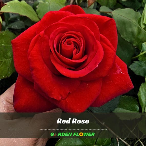 Red Rose Seeds | Perennial Flower, Authentic Non-gmo (30+ Seeds) - Etsy
