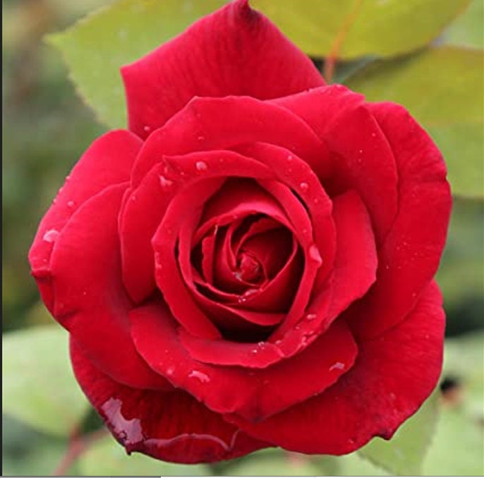 25 Rare Seeds Mr. Lincoln Hybrid Tea Rose Seeds Perennial Etsy