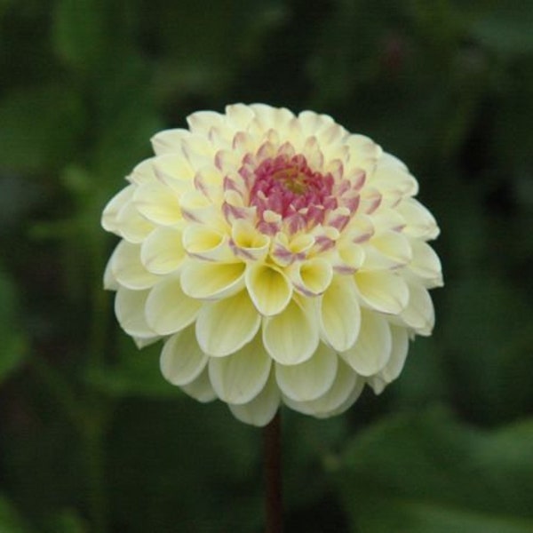 Yellow Cherish Dahlia Seeds - Perennial -Authentic Seeds-Flowers -Organic. Non GMO -Seeds-Mix Seeds for Plant-B3G1#D031.