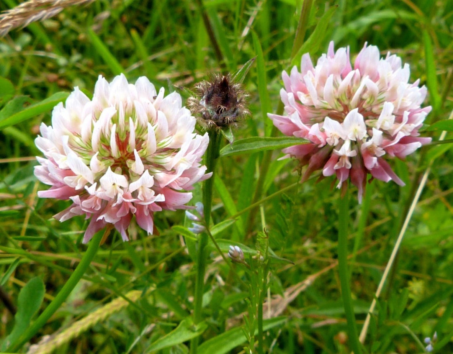 40 Seeds Alsike Clover Seeds for Planting in the Garden BUY Etsy