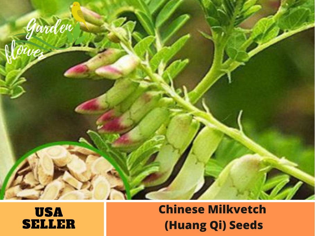 27 Seeds Astragalus huang Qi Seeds Authentic Seeds GMO Etsy