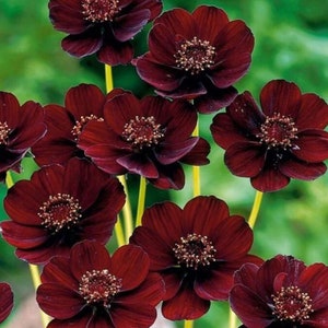 May include: A cluster of deep maroon chocolate cosmos flowers with velvety petals and prominent, textured centers. Each flower is supported by a slender, light green stem, showcasing a rich, dark red color palette with visible petal veins.