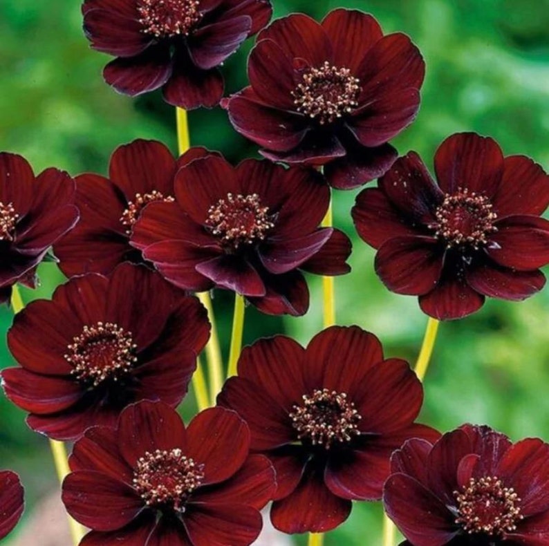 May include: A cluster of deep maroon chocolate cosmos flowers with velvety petals and prominent, textured centers. Each flower is supported by a slender, light green stem, showcasing a rich, dark red color palette with visible petal veins.