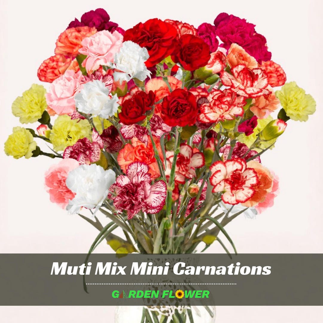 Muti Mix Mini Carnations - Dianthus - Authentic Seeds - Cold Resistant ...