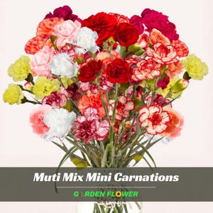 May include: A vibrant bouquet of multi-colored mini carnations, including red, pink, white, yellow, and orange blooms. The flowers are arranged in a clear glass vase. The text "Muti Mix Mini Carnations" and "Garden Flower" are displayed on the image.