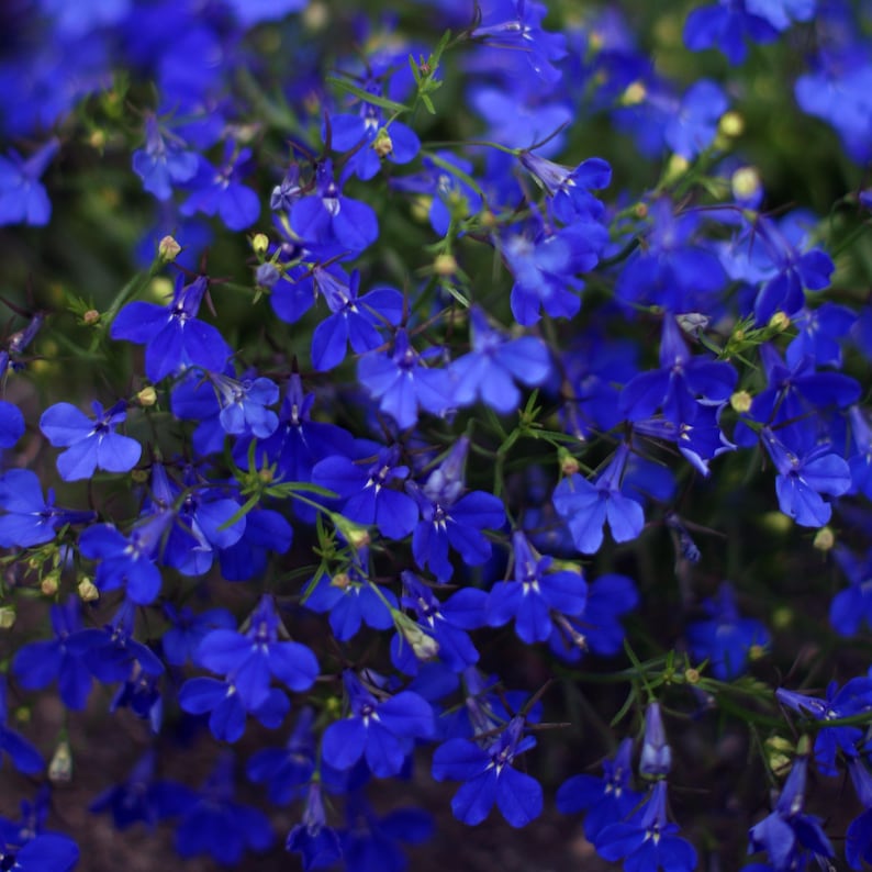 Regatta Midnight Blue Lobelia erinus Seeds – Seeds for Hanging Baskets - Friendly-Open-Plant in early Spring 画像 11