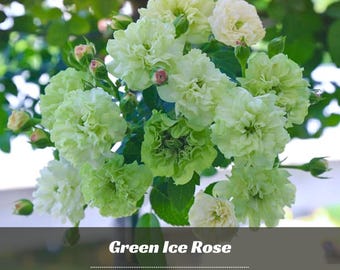 30 Green Ice Rose Seeds – Perennial Authentic Flower Garden Planting
