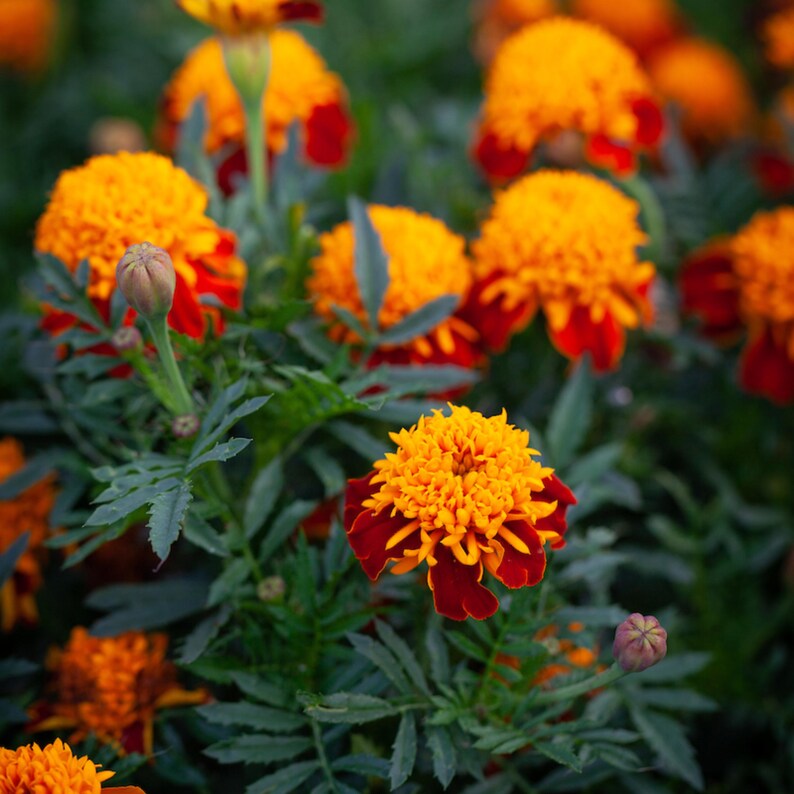 May include: Close-up of vibrant marigold flowers in full bloom. The flowers have bright yellow, ruffled petals with deep red edges. Green leaves and stems surround the flowers, creating a lush, natural scene. Some buds are also visible.