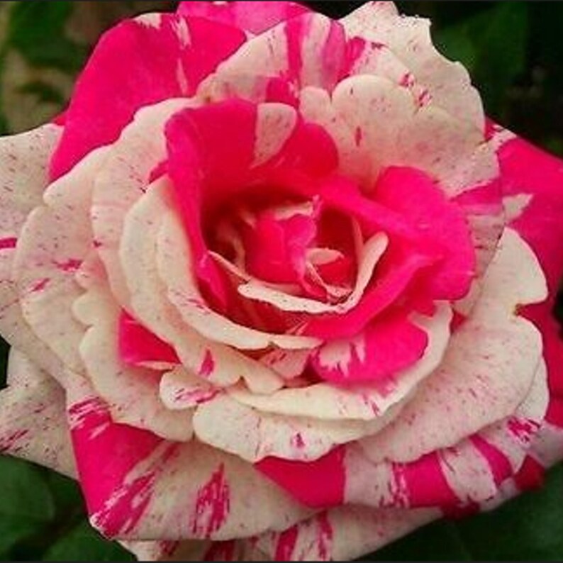 25 Rare Seeds Pink Dragon Rose Seeds Perennial Authentic Seeds Rose