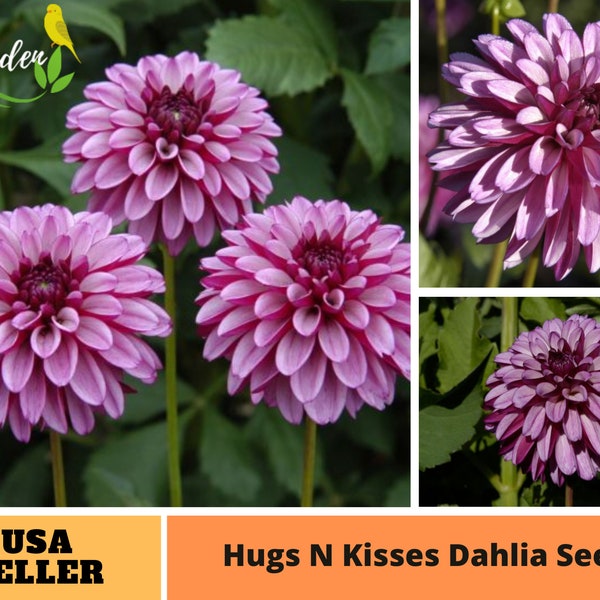 Purple Hugs N Kisses Dahlia Perennial Flower Seeds -Authentic Seeds-Flowers -Organic -Mix Seeds for Plant-B3G1#D056.