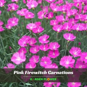 May include: A close-up of vibrant pink Firewitch carnations in full bloom. The flowers have fringed petals and are set against a backdrop of green foliage. The image includes the text "Pink Firewitch Carnations" and "GARDEN FLOWER".