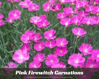 Pink Firewitch Carnations - Dianthus - Authentic Seeds - Cold Resistant - Drought Tolerant - Clumping- Planting In Spring/ Fall