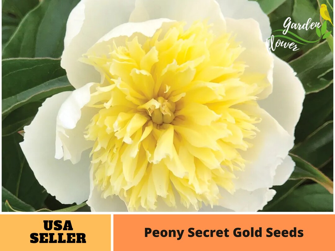 10 Rare Seeds Secret Gold Peony Seedsperennial authentic Seedsflowers organic. Non GMO