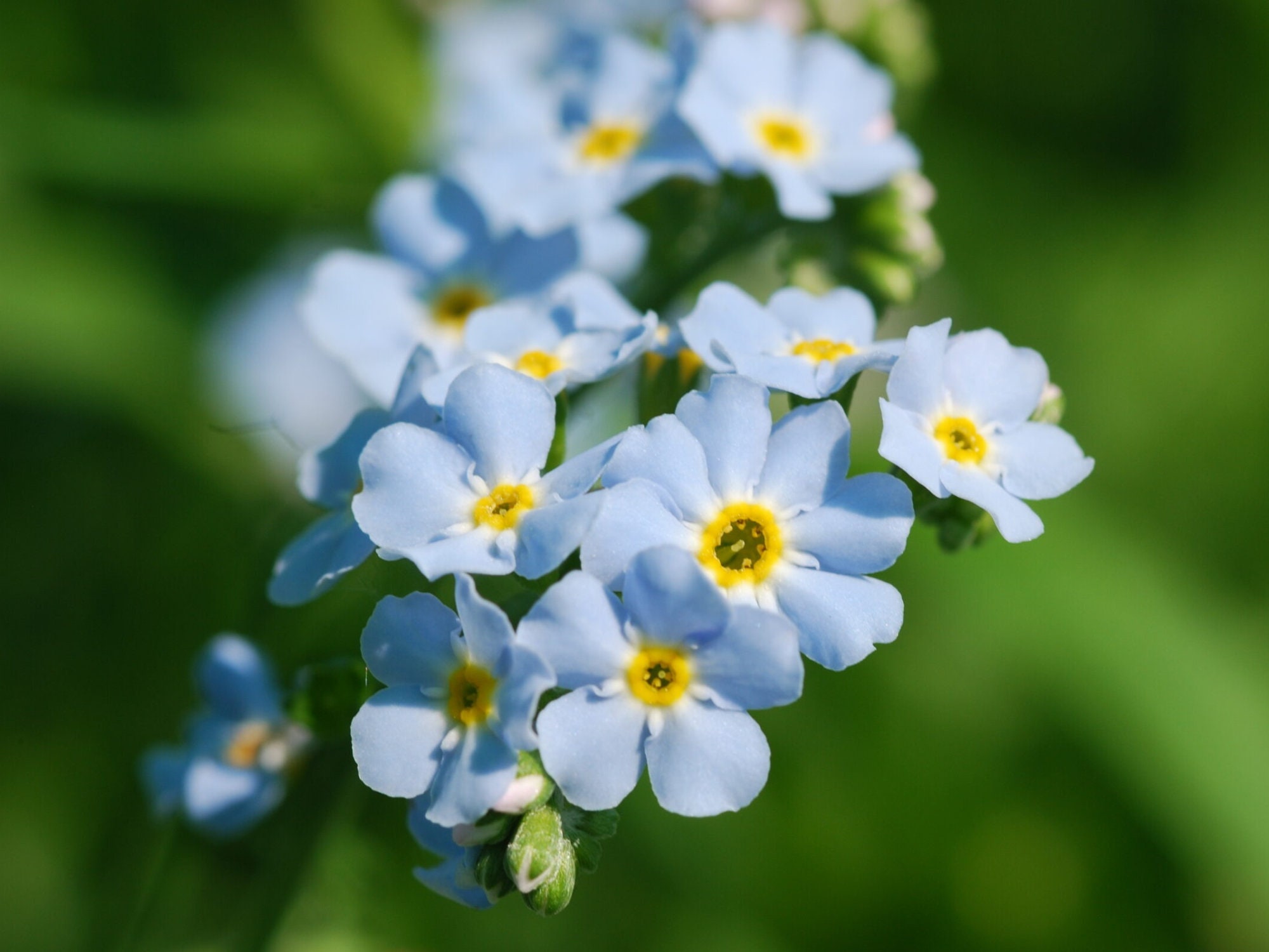 Myosotis Scorpioides (water Forget-me-not) - Authentic Seeds