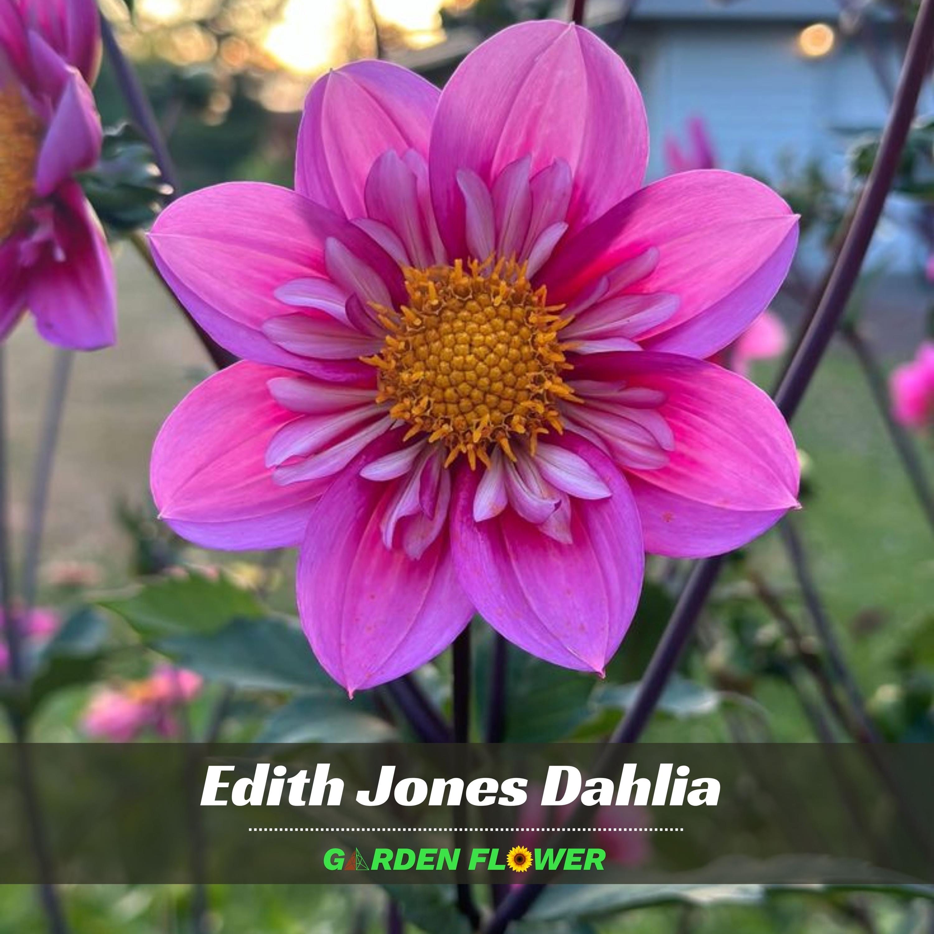 Edith Jones Dahlia Flower Seeds - Perennial - Fast Growing - Easy To Grow - Planting In Spring
