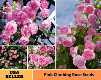30 Rare Seeds-Pink Climbing Rose Seeds-Perennial -Authentic Seeds-Flowers -Organic. Non GMO -Vegetable Seeds-Mix Seeds for Plant-B3G1 #A108.