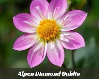 Alpen Diamond Dahlia Perennial Flower Seeds -Pollinator Friendly- Open Pollinated - Heirloom - Flower Seeds - Mix Seeds - .#D090