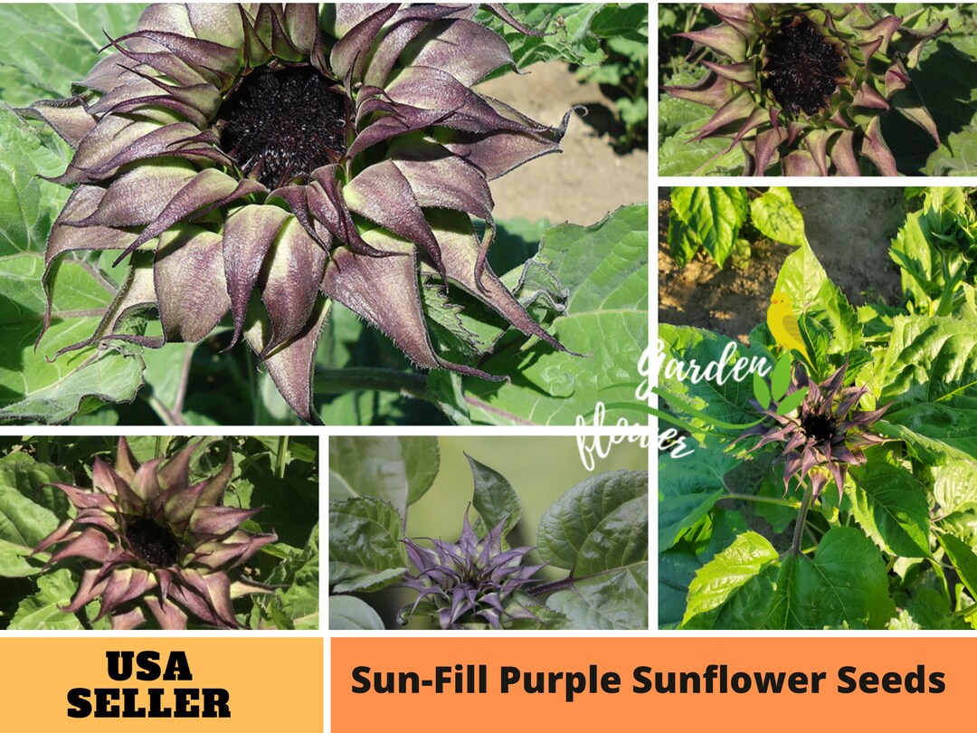 25 Seeds Purple Sunflower Seeds, Fruit Seeds, Flowers Seeds, No GMO