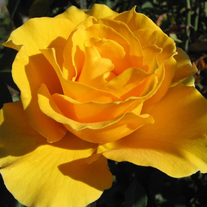 GardenFlowerSeed Midas Touch Hybrid Tea Rose Seeds - Thumbnail 2
