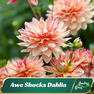 Red White Awe Shucks Dahlia Flower Seeds - Perennial - Authentic Seeds - Fast Growing - Easy To Grow - Planting In Spring - Shrub   #D007