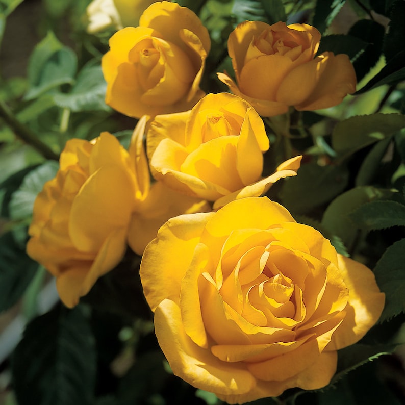 GardenFlowerSeed Midas Touch Hybrid Tea Rose Seeds