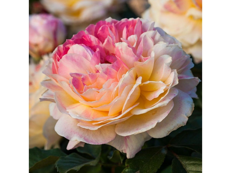 GardenFlowerSeed La Park Floribunda Rose Seeds - Thumbnail 2