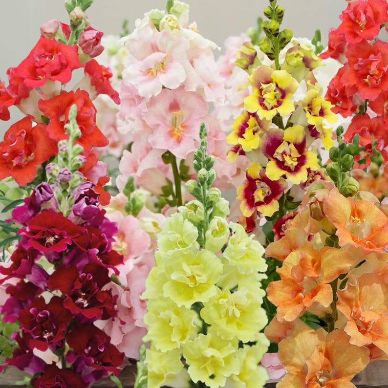 GardenFlowerSeed DoubleShot Snapdragon Mix - Thumbnail 5