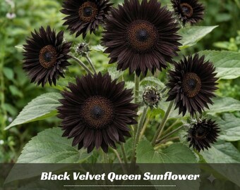 Red Black Velvet Queen Sunflower Seeds - Annual - Authentic Seeds - Edible - Herb Seeds - Easy To Grow - Planting In Spring