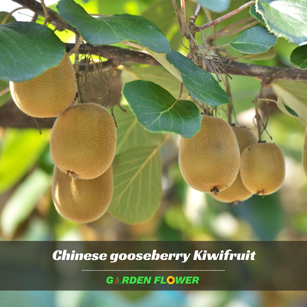 Kiwi Fruit, Chinese Gooseberry Seeds - Authentic - Fruit - Garden Seeds ...