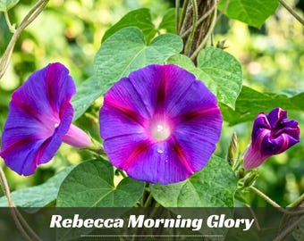 Rebecca Morning Glory Seeds – Climbing Vine, Purple & Pink Blooms