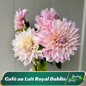 May include: A bouquet of Cafe au Lait Royal Dahlia flowers. The flowers are a soft pink and white with a layered, ruffled appearance.