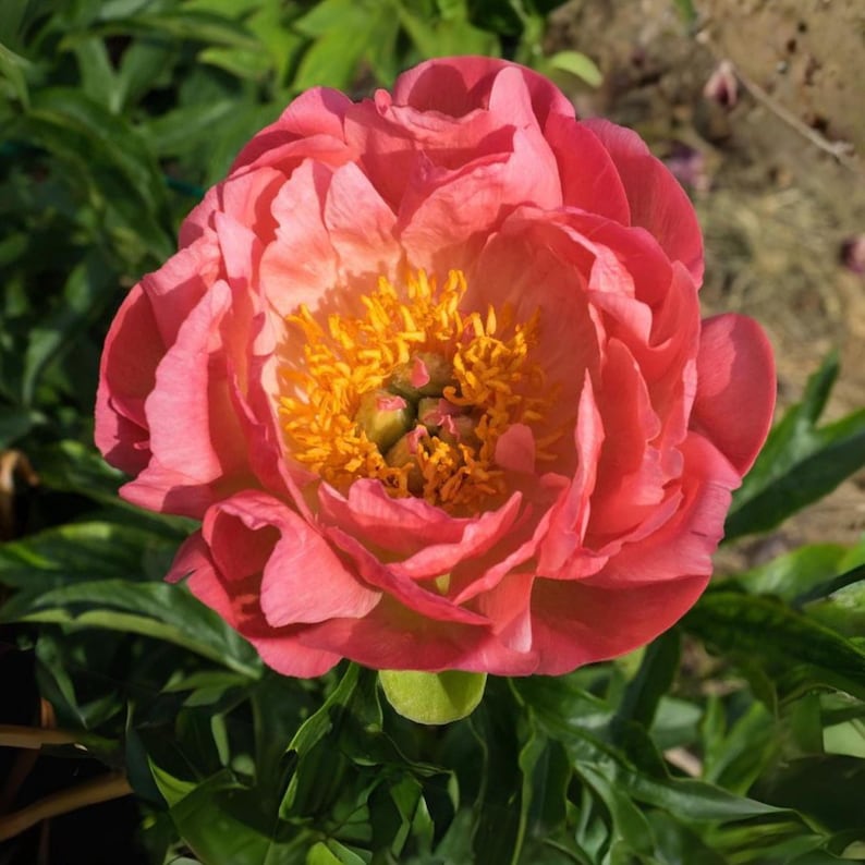 GardenFlowerSeed Peony Seeds - Thumbnail 2