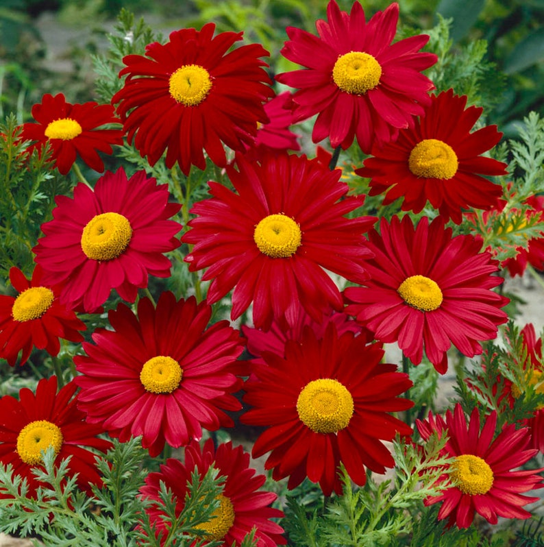 Robinson's Red Painted Daisy Seeds-Perennial Authentic Seeds-Flowers Organic. Non GMO Seeds-Mix Seeds for Plant-B3G1N010 image 3