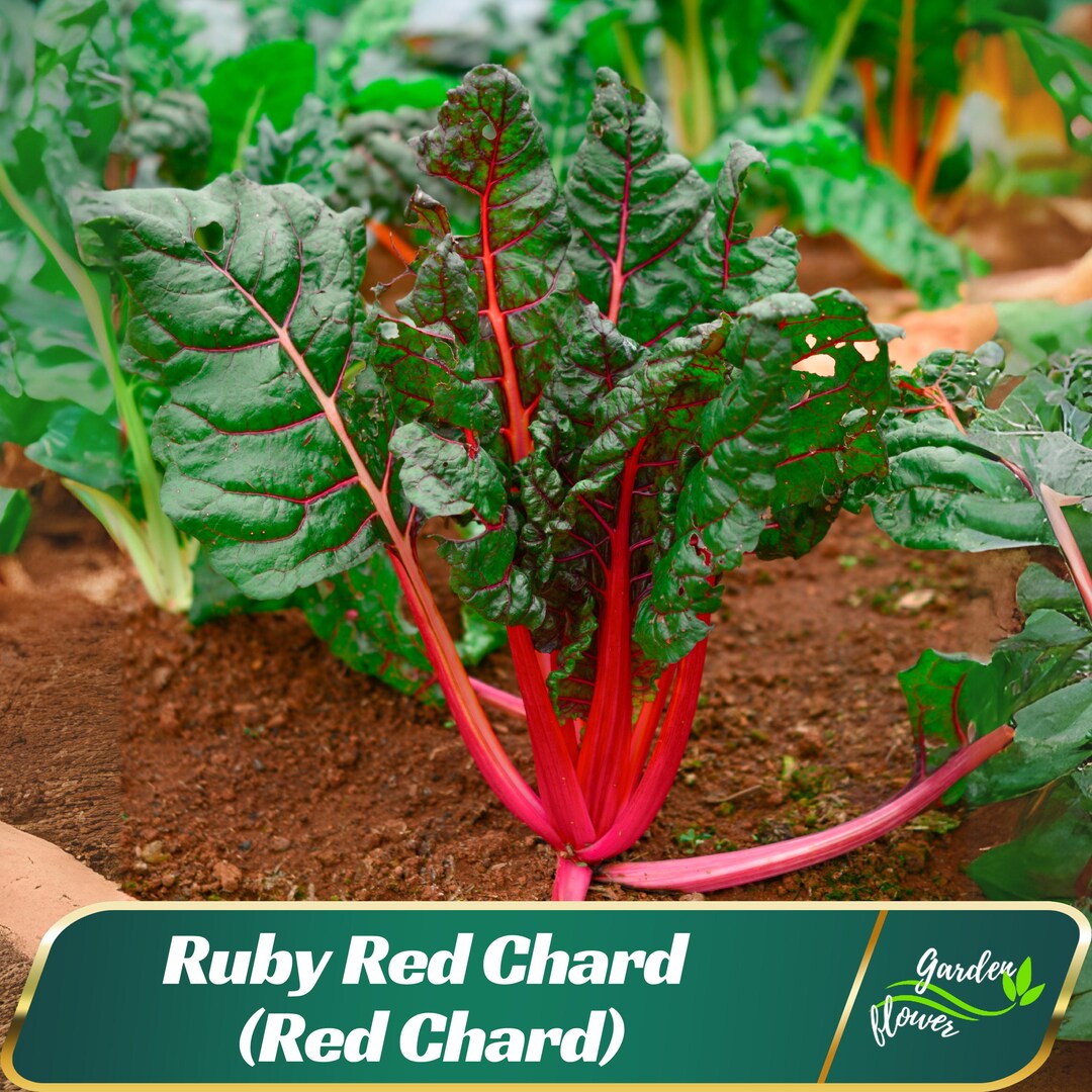Ruby Red Chard (red Chard) - Biennial - Edible - Cold Resistant - Fast ...